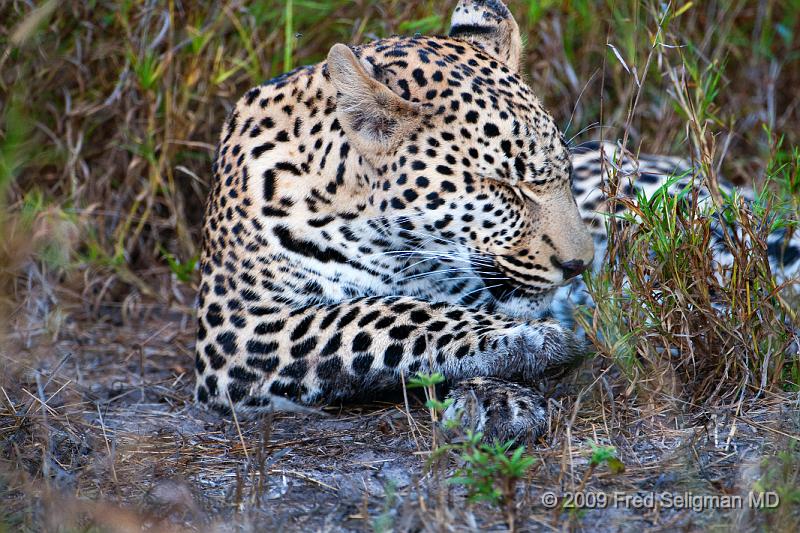 20090615_100149 D300 (1) X1.jpg - Leopard in Okavanga Delta, Botswana